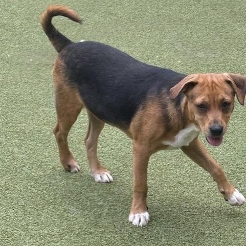 CHATHAM, an adoptable Terrier in cheyenne, WY, 82009 | Photo Image 5