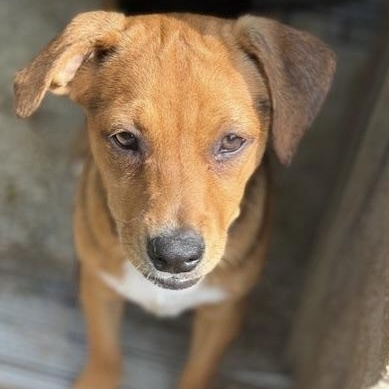 CHATHAM, an adoptable Terrier in cheyenne, WY, 82009 | Photo Image 2