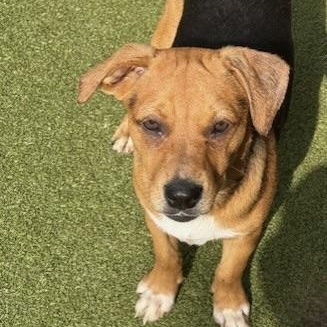 CHATHAM, an adoptable Terrier in cheyenne, WY, 82009 | Photo Image 1