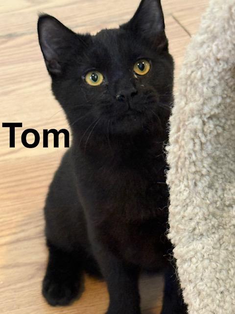 Enlarge TOM, an adopted Japanese Bobtail in Millerstown, PA image 1/5