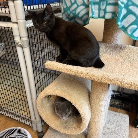 Enlarge TOM, an adopted Japanese Bobtail in Millerstown, PA image 2/5