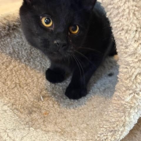 Enlarge TOM, an adopted Japanese Bobtail in Millerstown, PA image 3/5