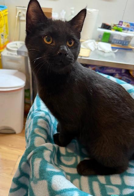 Enlarge TOM, an adopted Japanese Bobtail in Millerstown, PA image 4/5