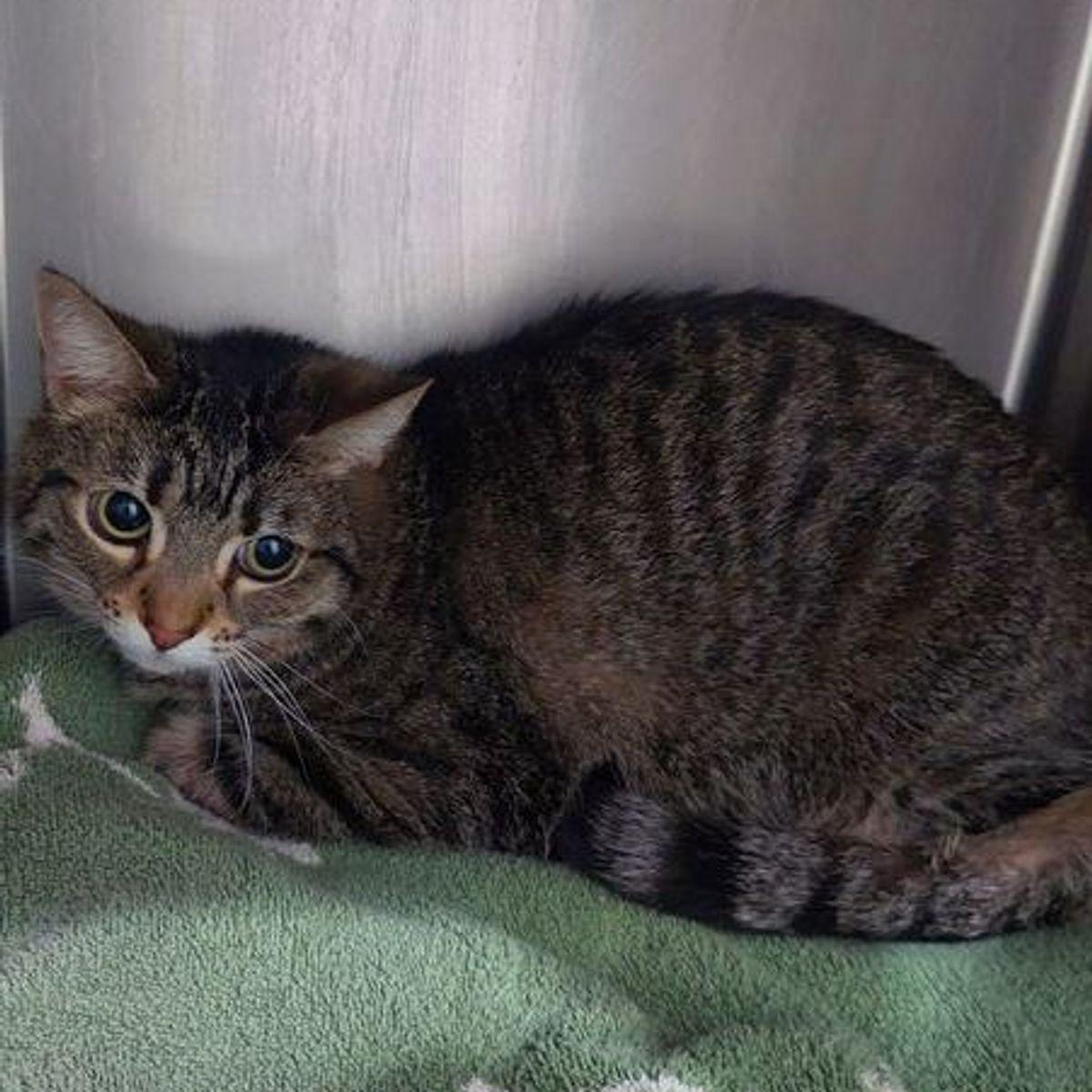 Enlarge Hannah, a Adoptable Domestic Short Hair in Lake Havasu City, AZ image 1/1