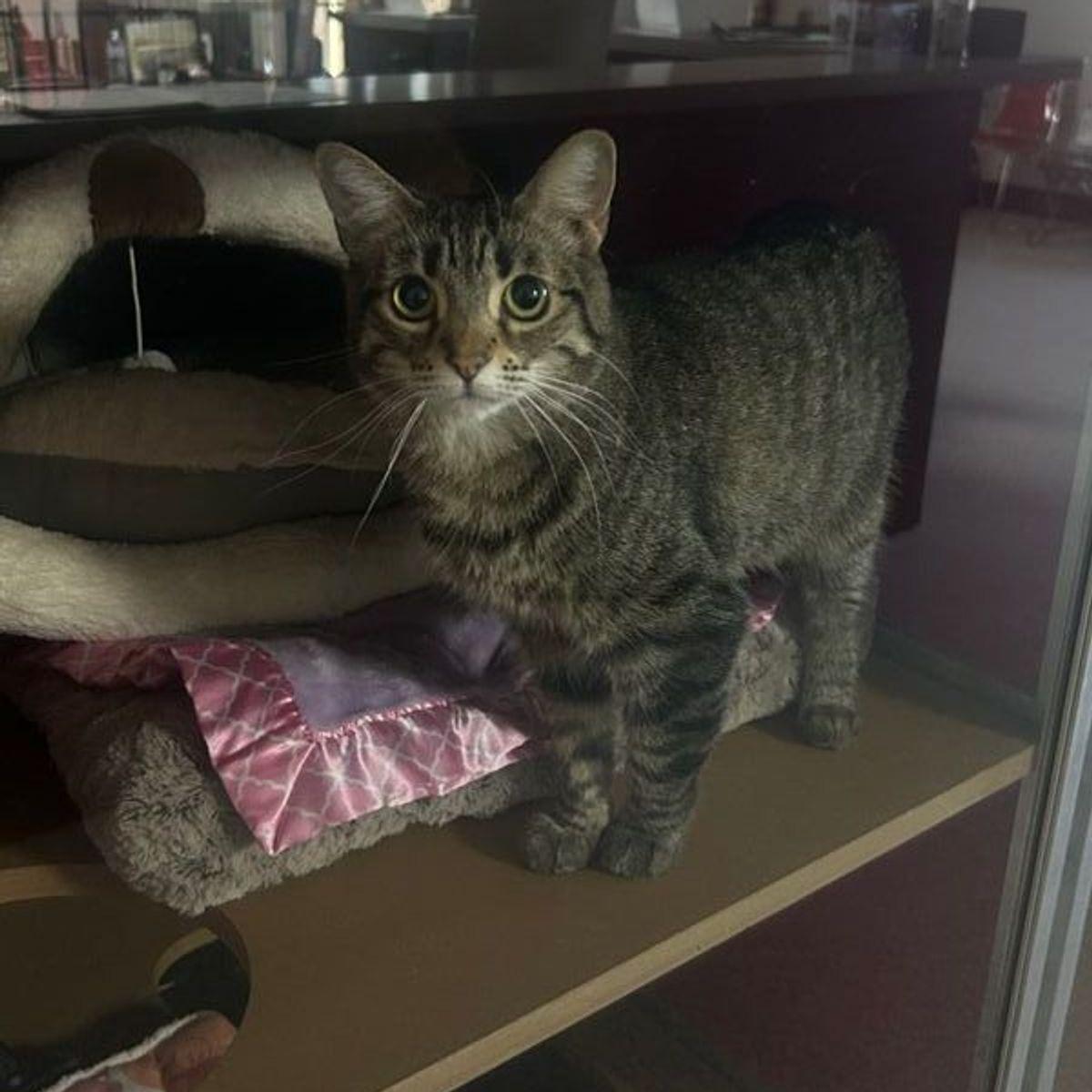Enlarge Hannah, a Adoptable Domestic Short Hair in Lake Havasu City, AZ image 2/2