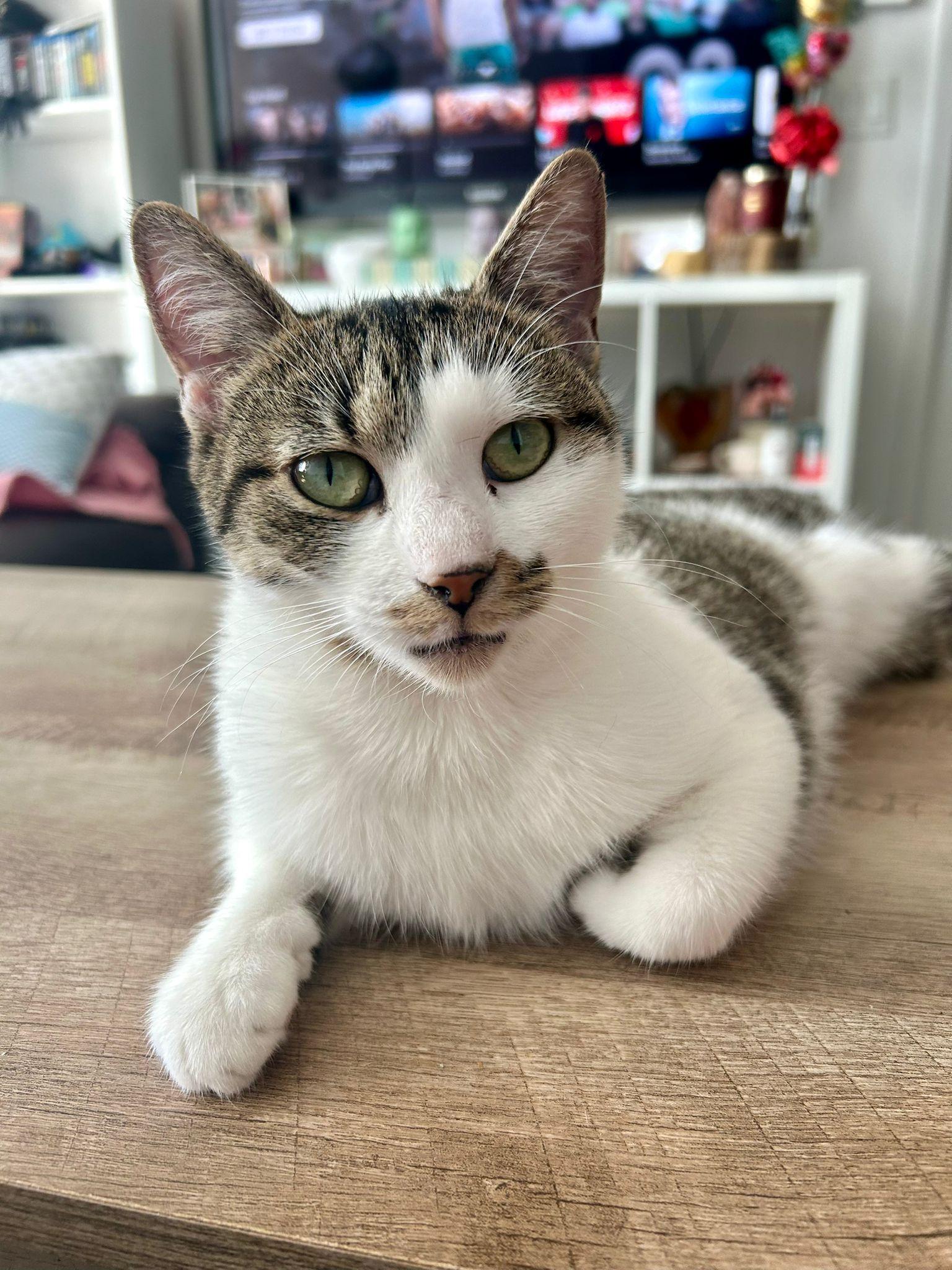 Wappriita, adopted, Adult Female Domestic Short Hair.