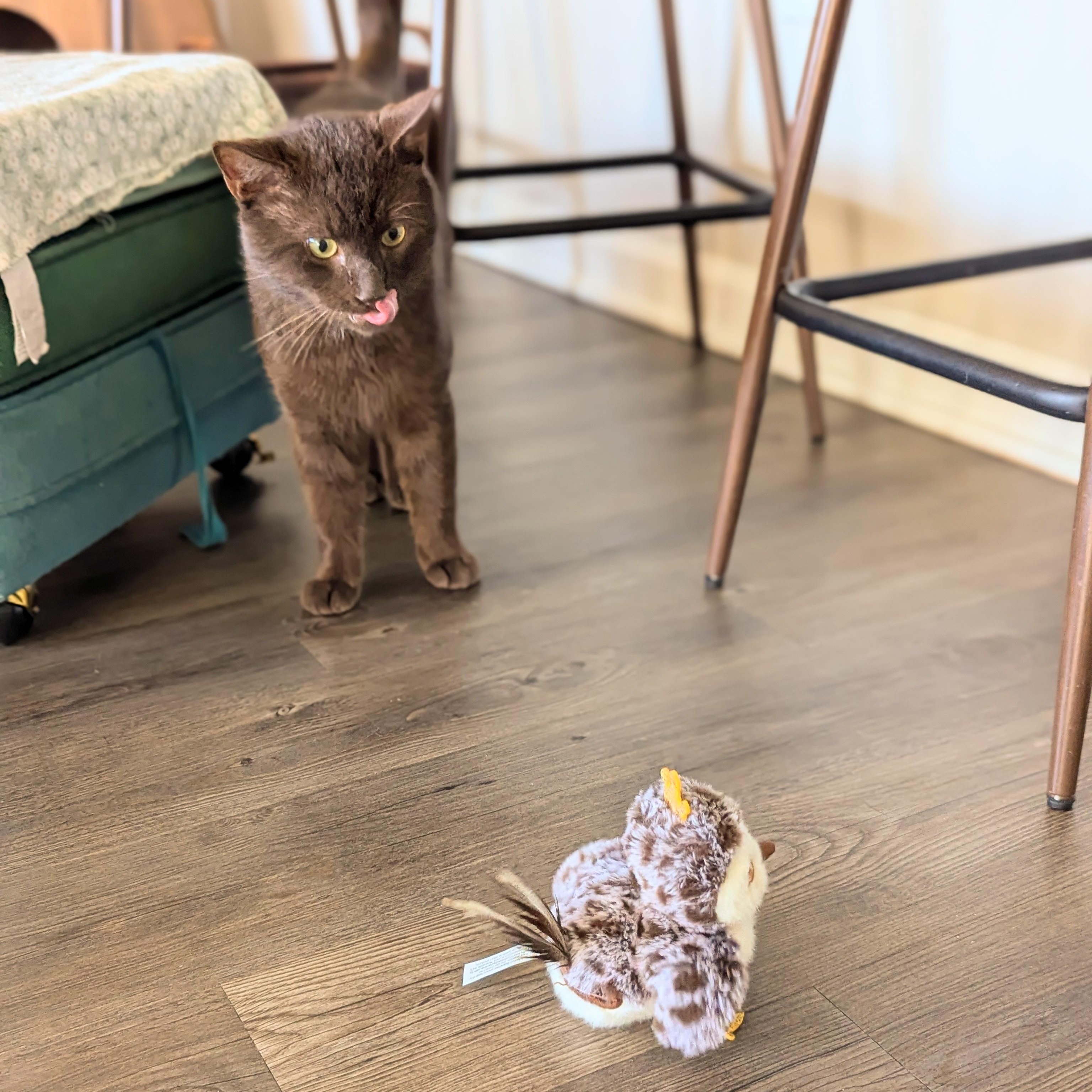 Enlarge Hershey (Chocolate Brown baby!), a Adoptable mixed breed in Decatur, GA image 5/6