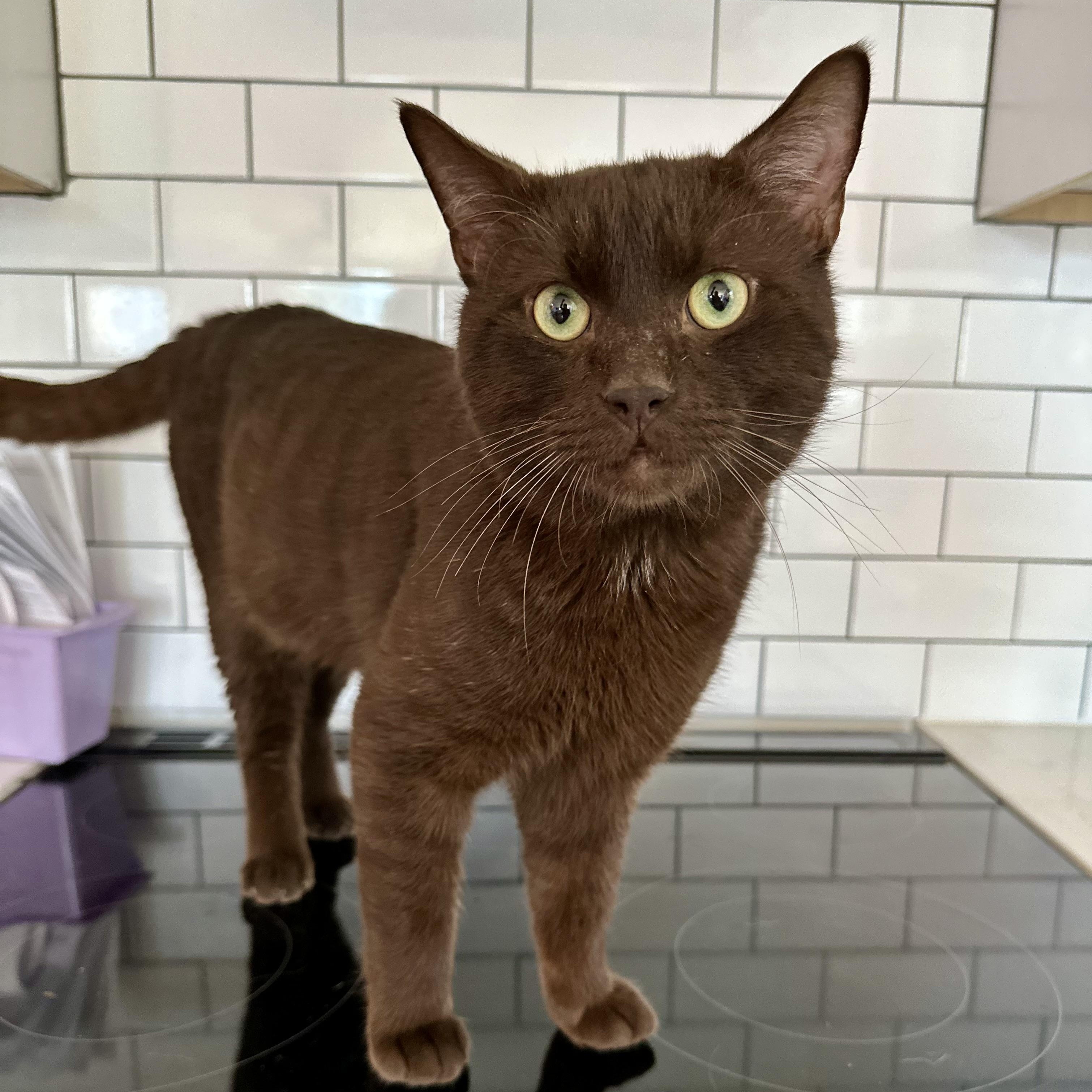 Enlarge Hershey (Chocolate Brown King), an adoptable mixed breed in Decatur, GA image 1/5