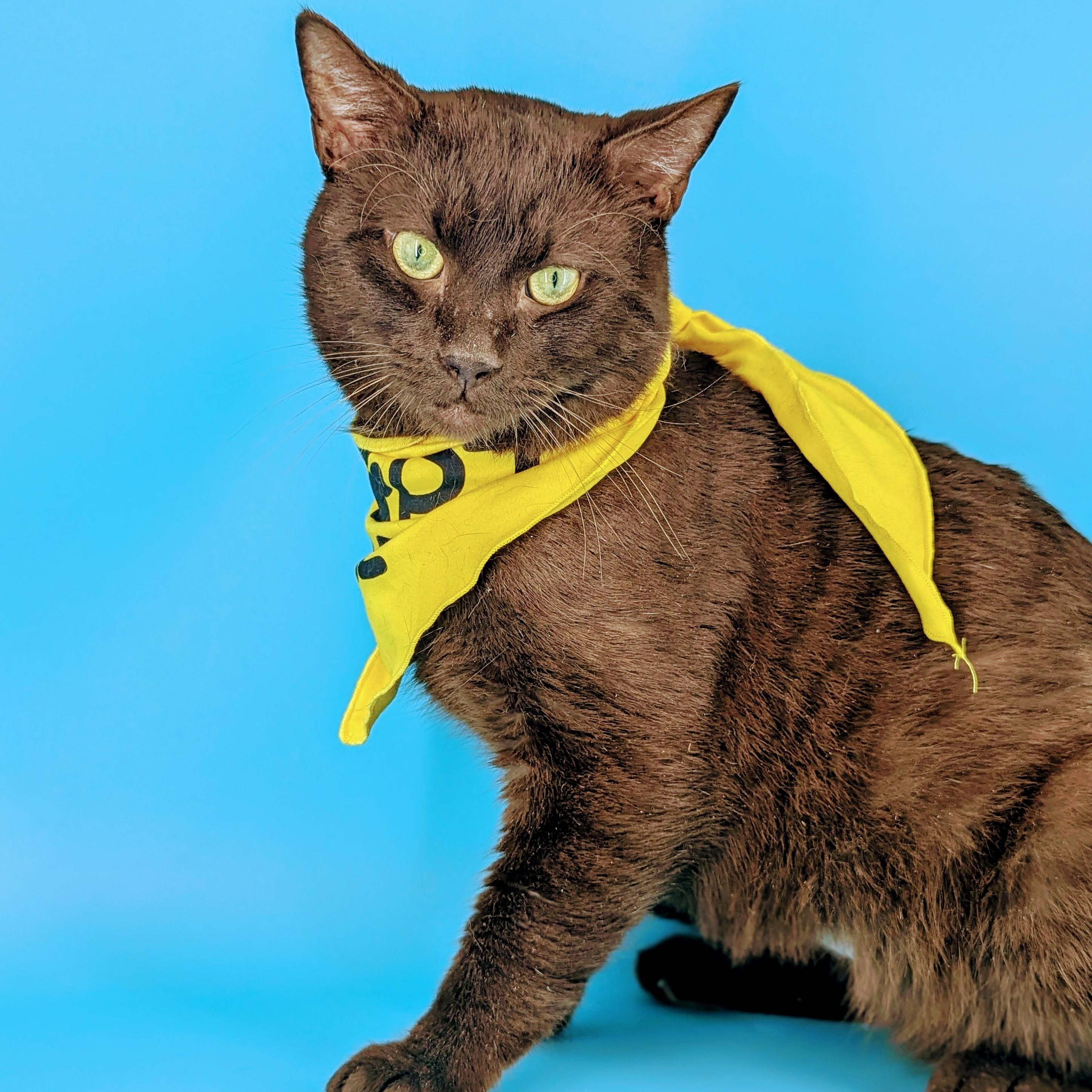 Hershey (Chocolate Brown King), adoptable, Adult Male Havana & Domestic Short Hair.