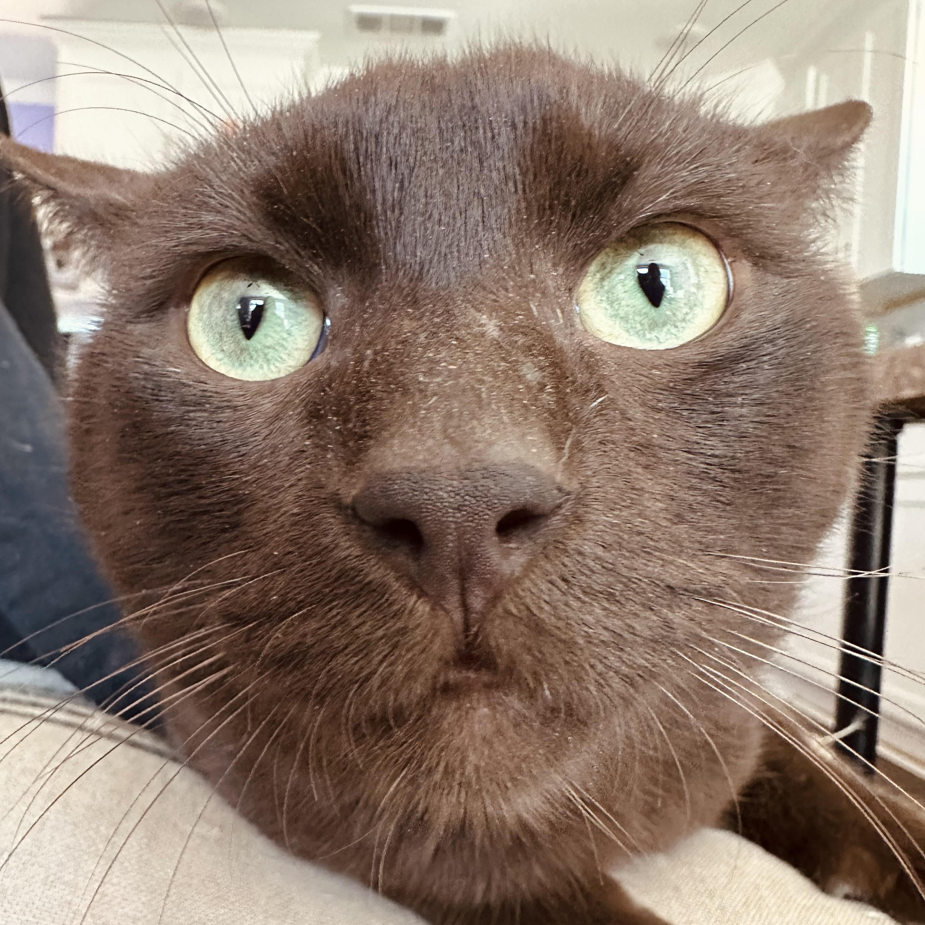 Enlarge Hershey (Chocolate Brown King), an adoptable mixed breed in Decatur, GA image 4/5