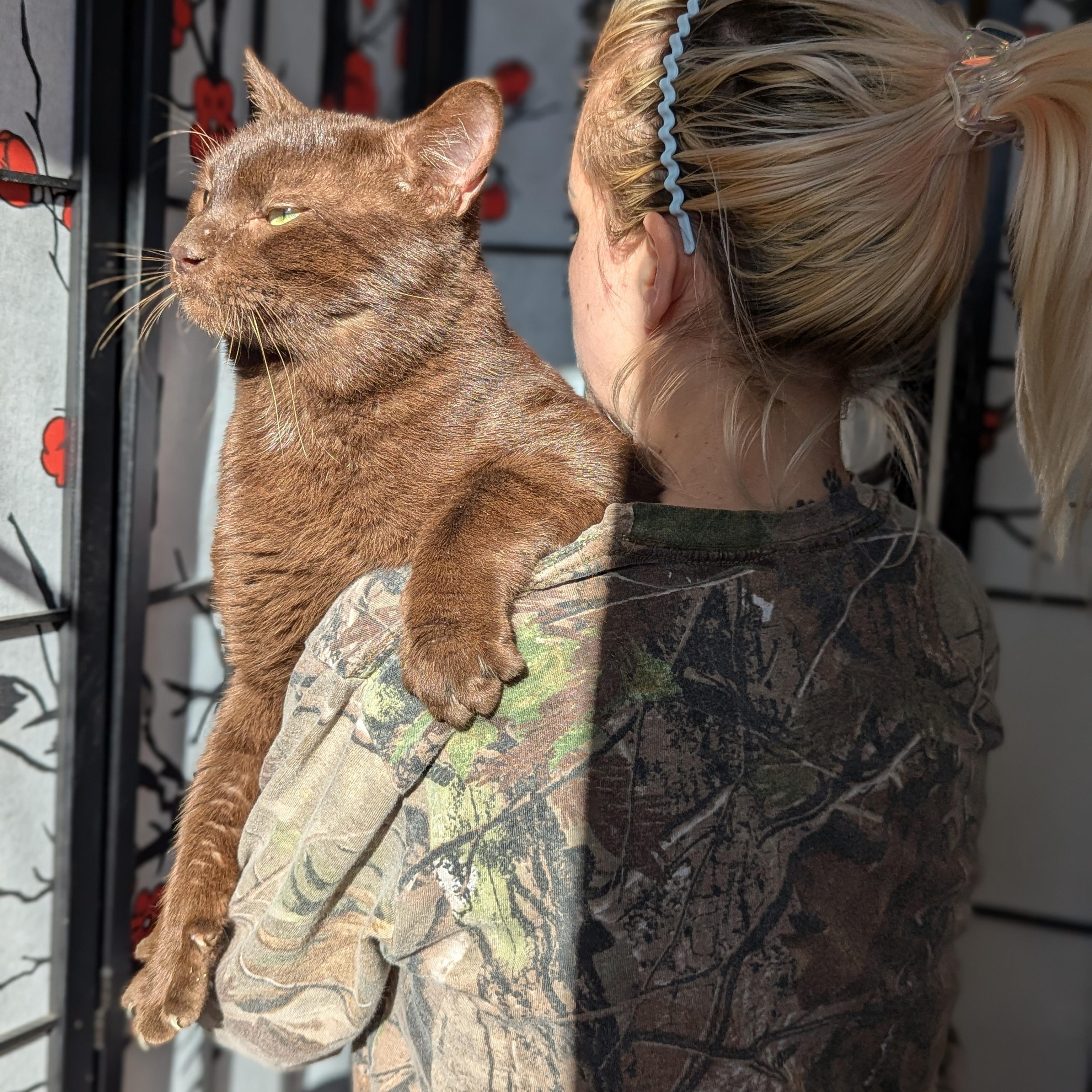 Enlarge Hershey (Chocolate Brown baby!), a Adoptable mixed breed in Decatur, GA image 6/6