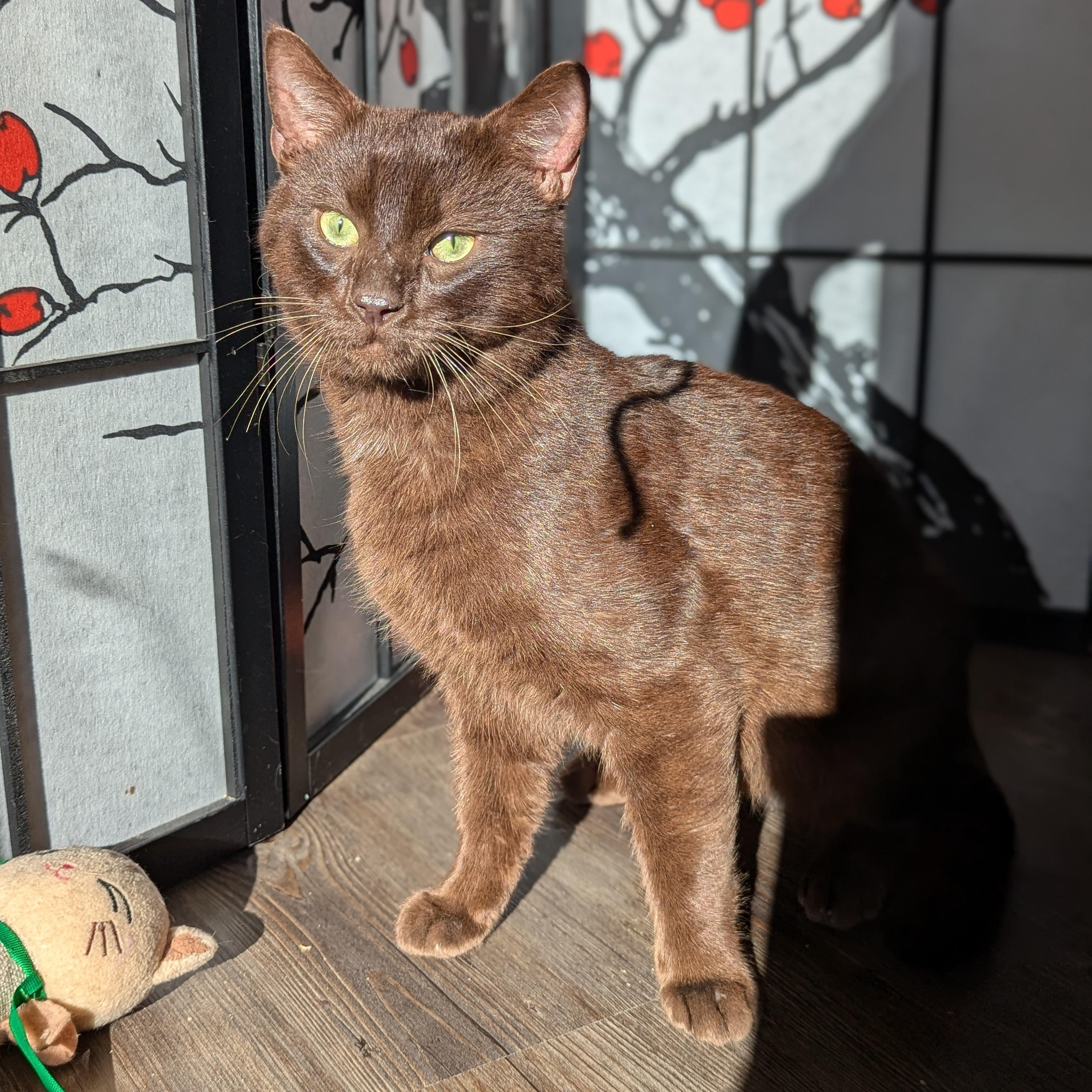 Enlarge Hershey (Chocolate Brown baby!), a Adoptable mixed breed in Decatur, GA image 4/6