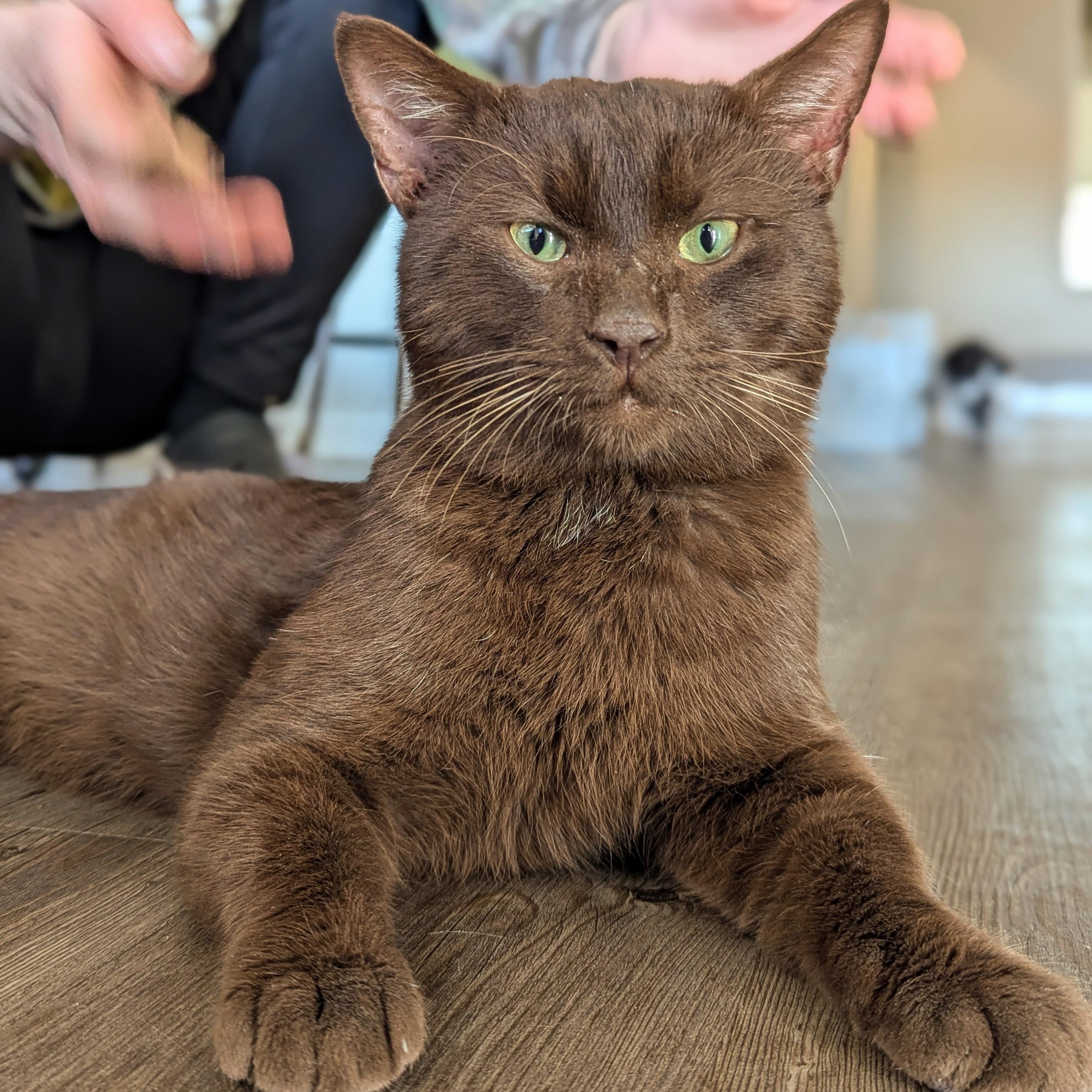 Enlarge Hershey (Chocolate Brown baby!), a Adoptable mixed breed in Decatur, GA image 3/6