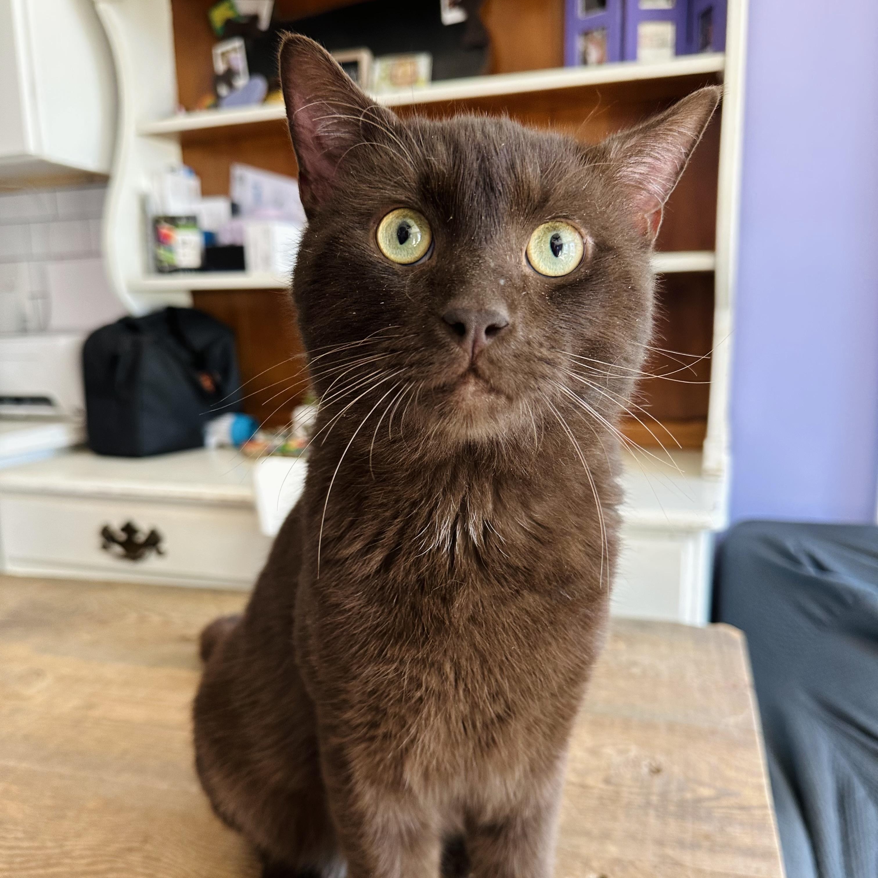 Enlarge Hershey (Chocolate Brown King), an adoptable mixed breed in Decatur, GA image 2/5