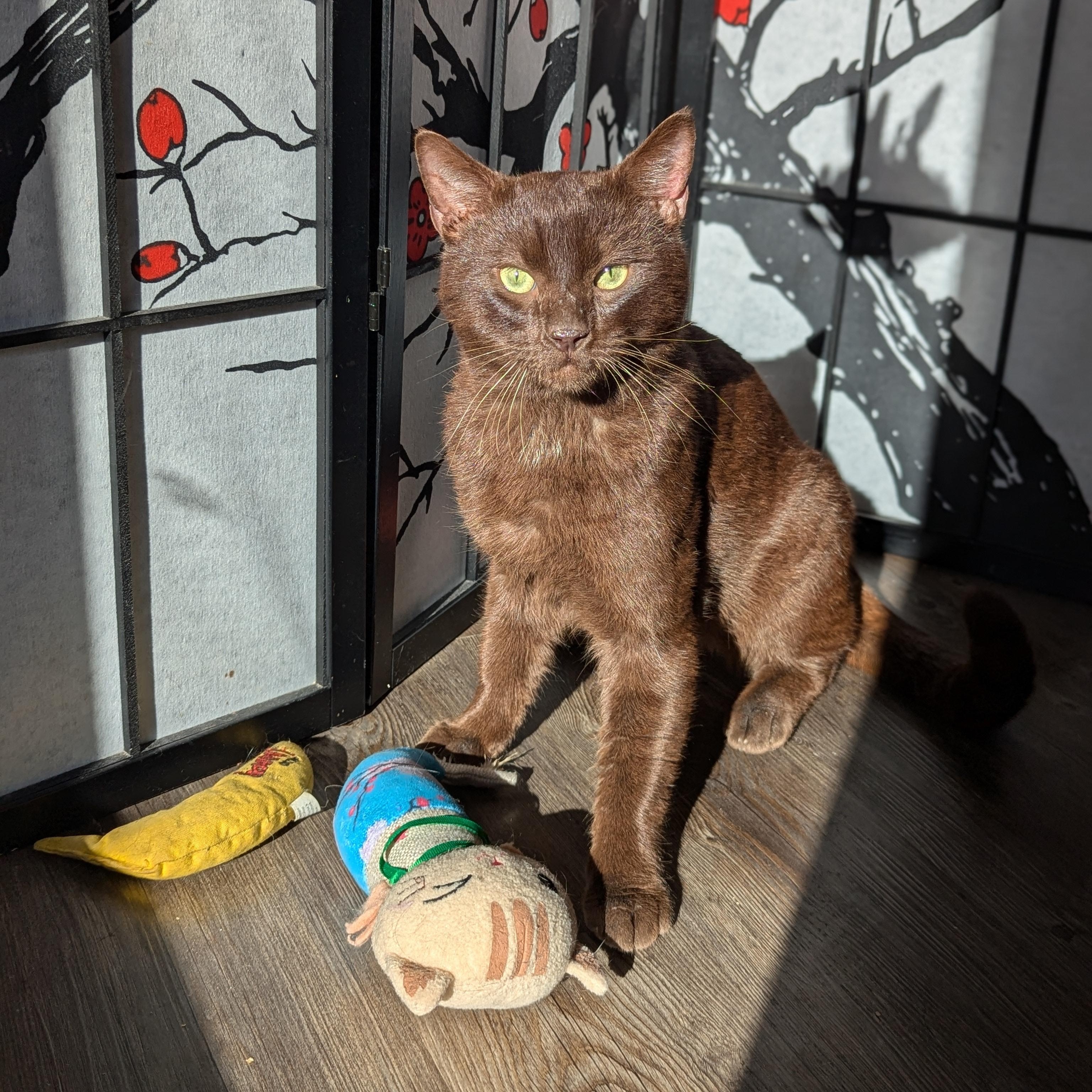 Hershey (Chocolate Brown baby!), Adoptable, Adult Male Havana & Domestic Short Hair.