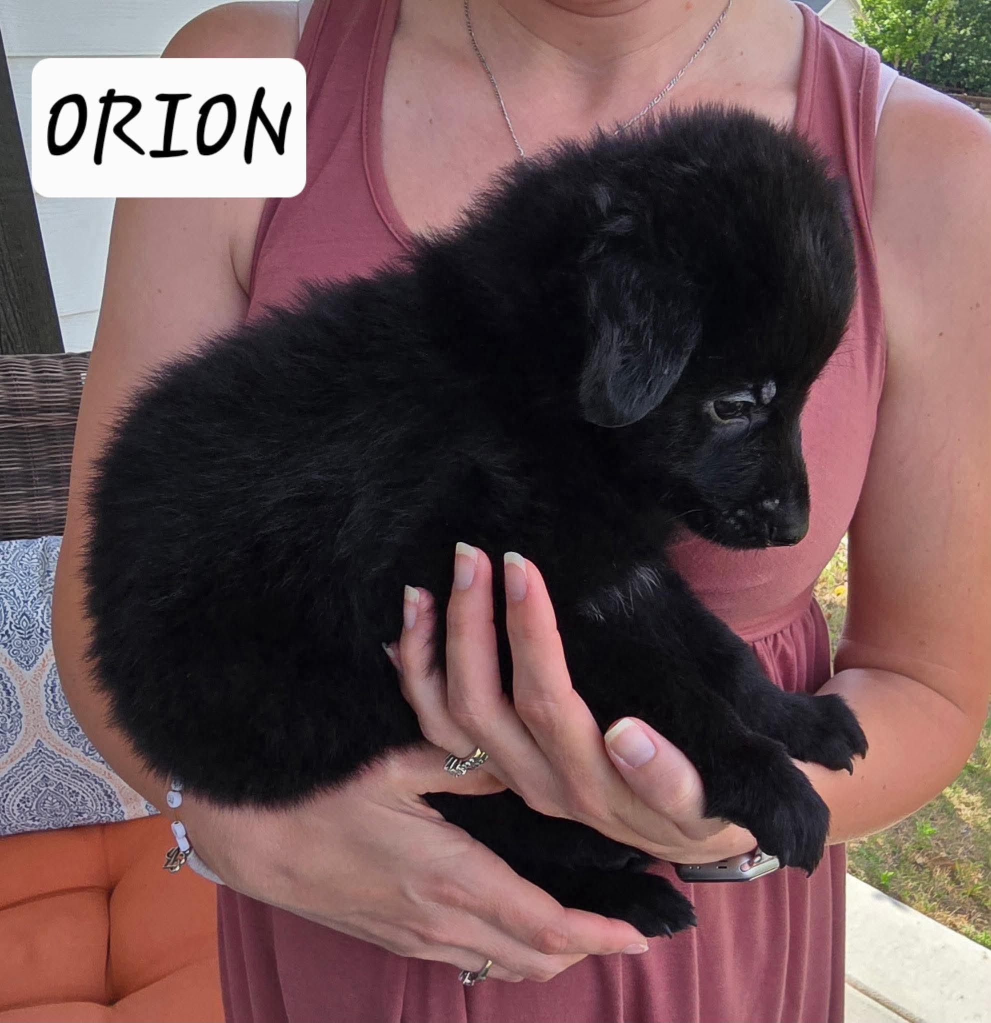 Orion, a Adoptable mixed breed in Sanford, NC image 1/2