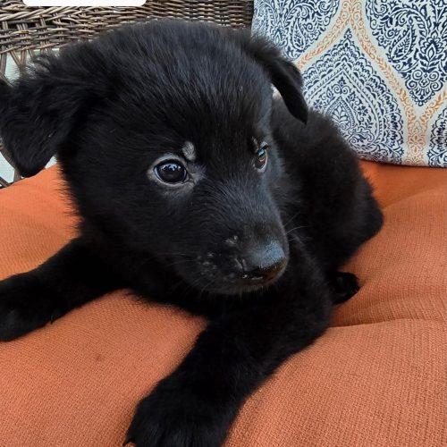 Orion, a Adoptable mixed breed in Sanford, NC image 2/2