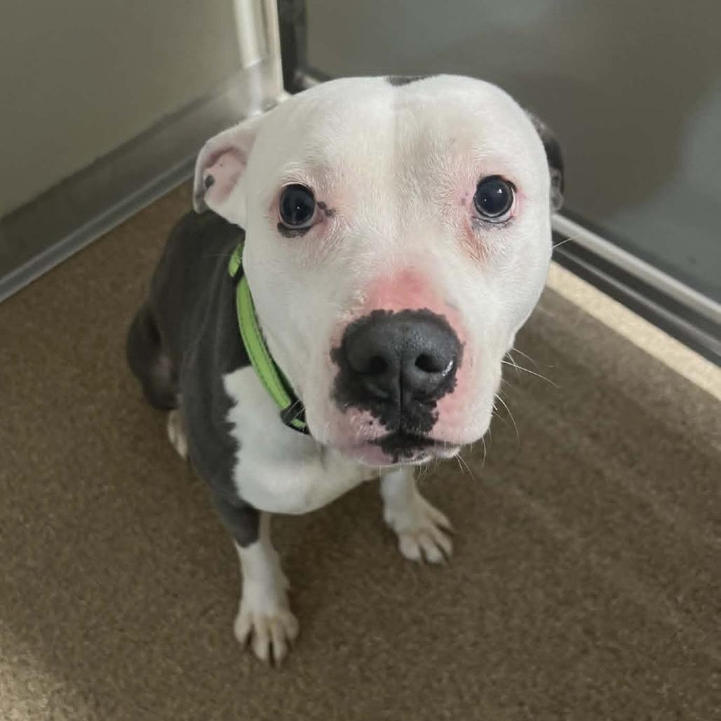 Princess, Adoptable, Adult Female Terrier & Akbash.