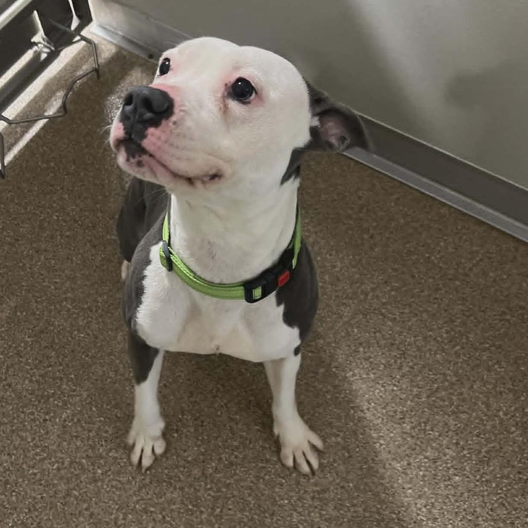 Enlarge Princess, a Adoptable mixed breed in Ballston Spa, NY image 2/2