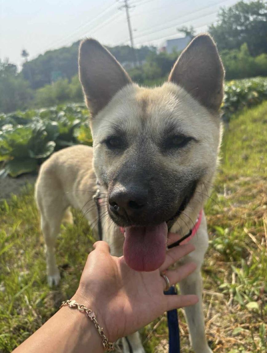 Juki, an adoptable Jindo in San Ramon, CA, 94582 | Photo Image 4