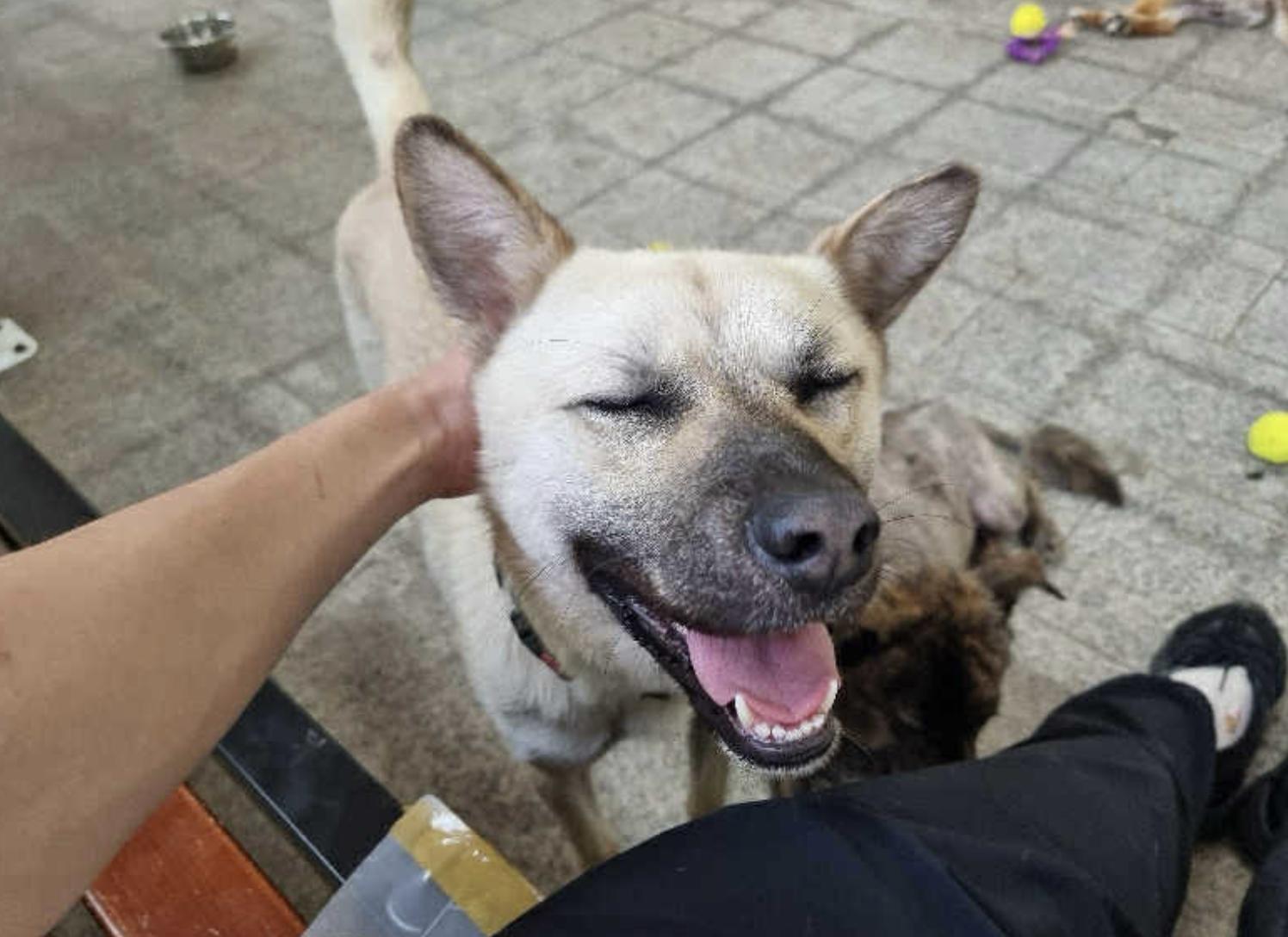 Juki, an adoptable Jindo in San Ramon, CA, 94582 | Photo Image 5
