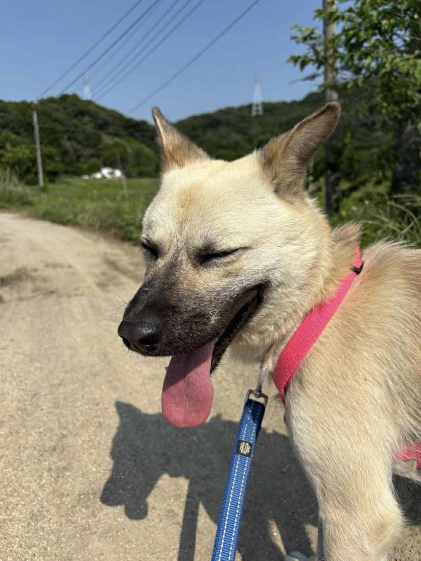Juki, an adoptable Jindo in San Ramon, CA, 94582 | Photo Image 6