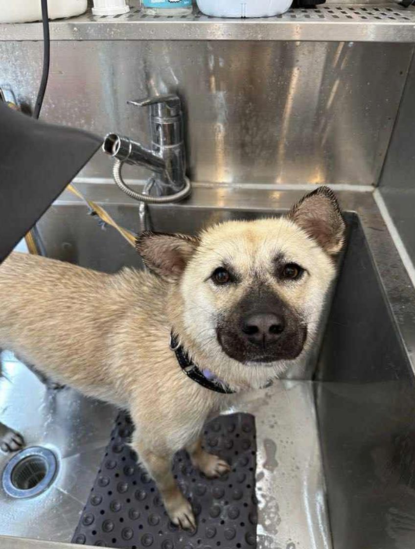 Juki, an adoptable Jindo in San Ramon, CA, 94582 | Photo Image 2