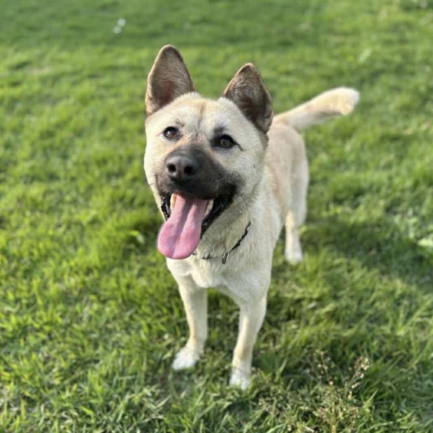 Juki, an adoptable Jindo in San Ramon, CA, 94582 | Photo Image 1