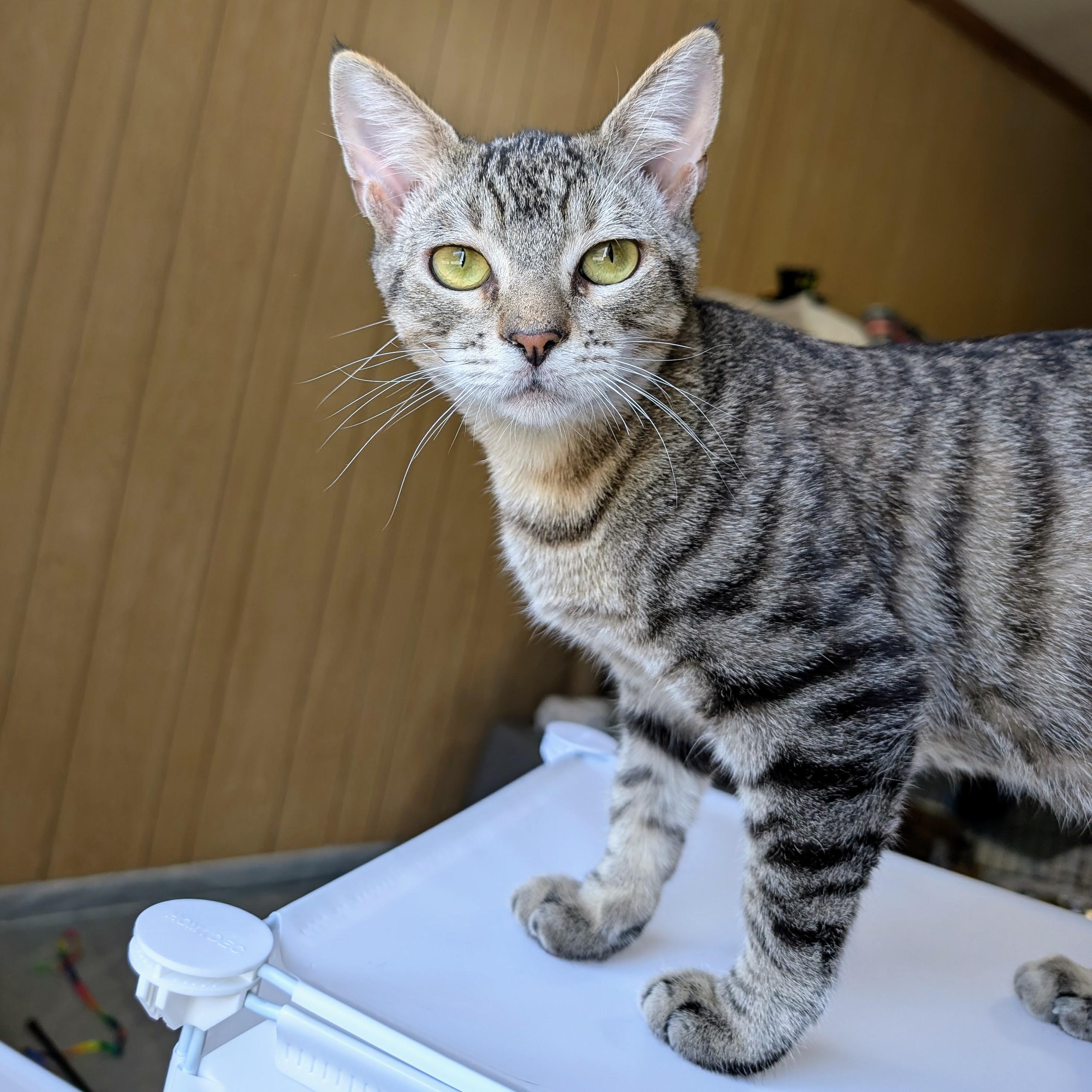 Enlarge Reverb @ Fat Cat Cafe, an adopted mixed breed in Tallahassee, FL image 4/6