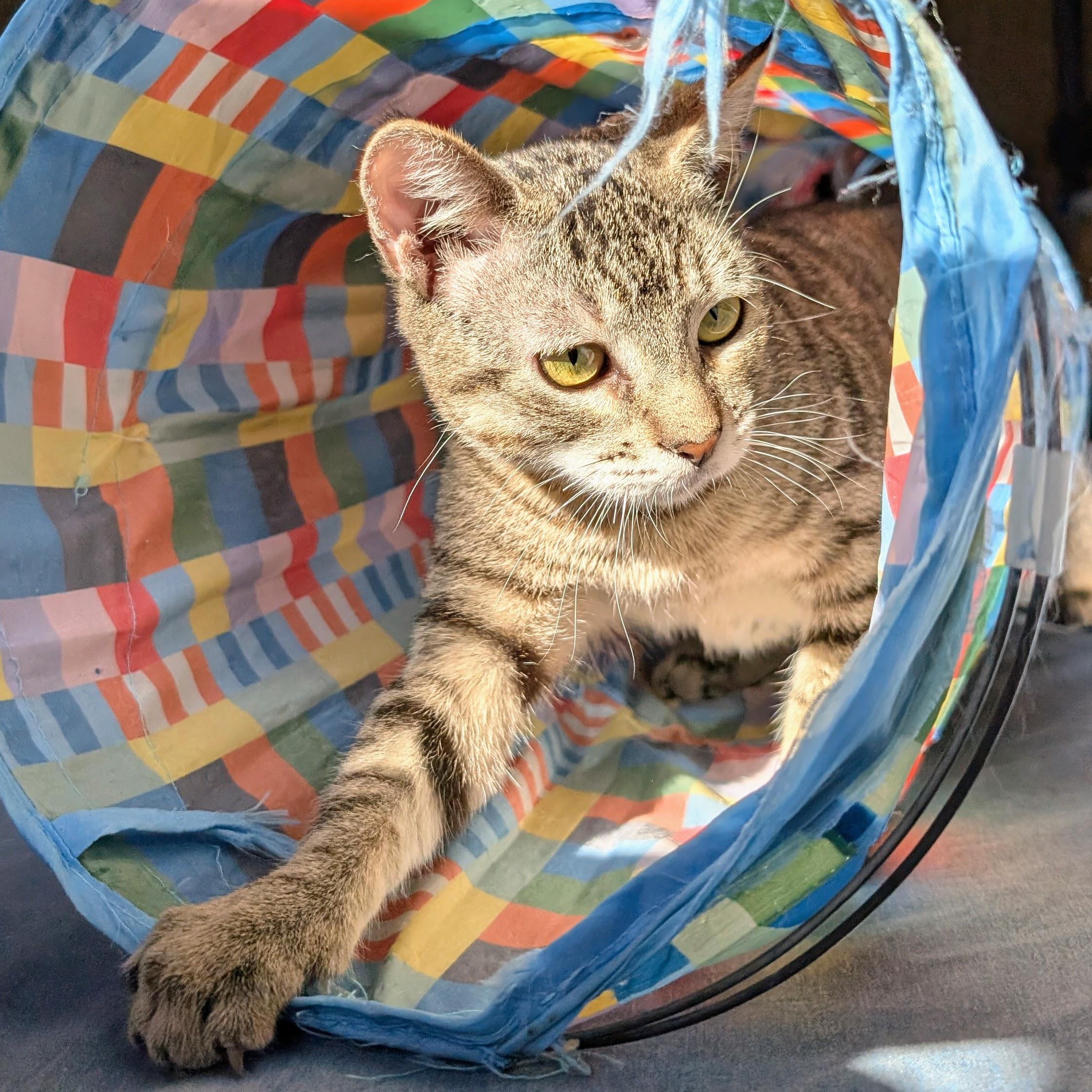 Enlarge Reverb @ Fat Cat Cafe, an adopted mixed breed in Tallahassee, FL image 3/6