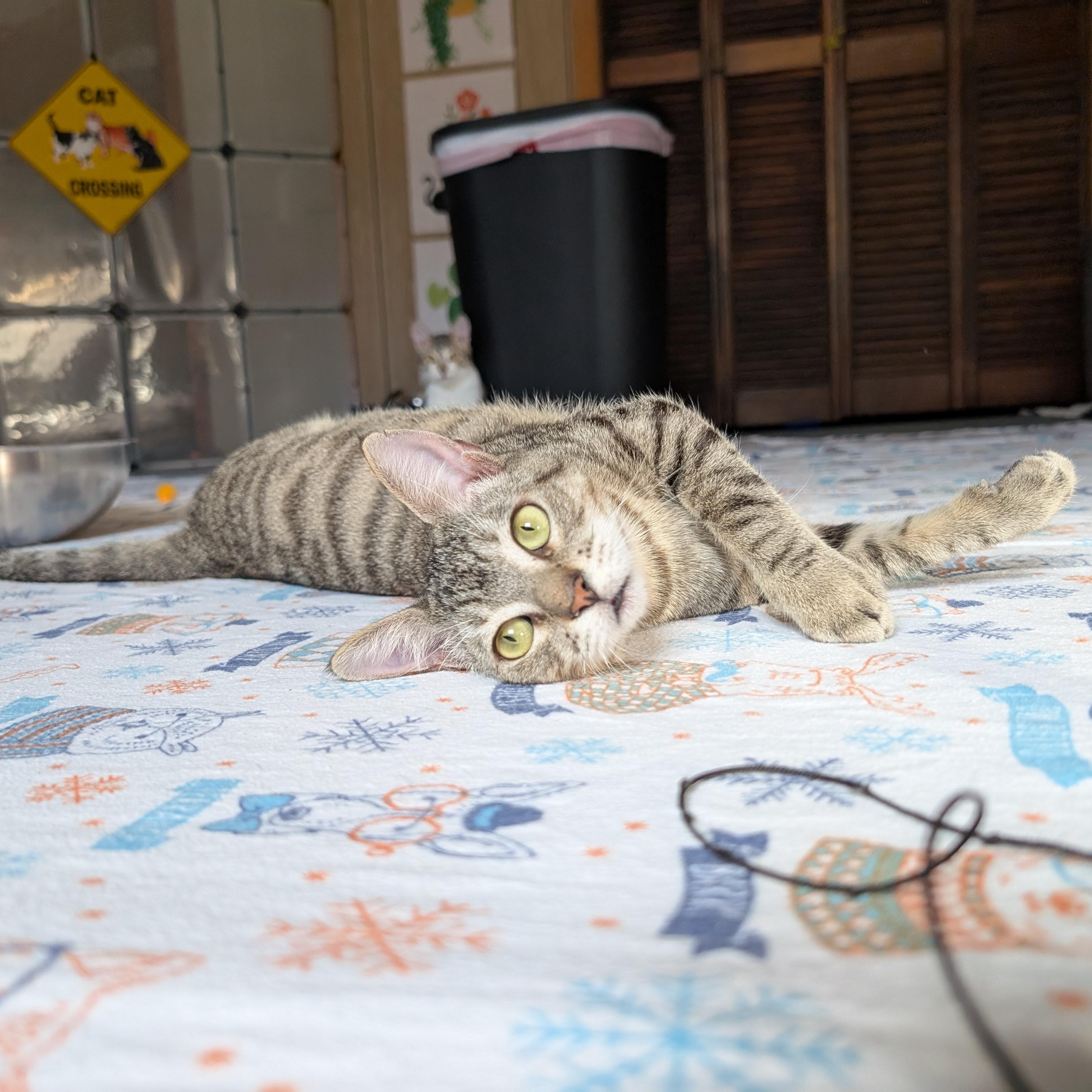 Enlarge Reverb @ Fat Cat Cafe, an adopted mixed breed in Tallahassee, FL image 5/6