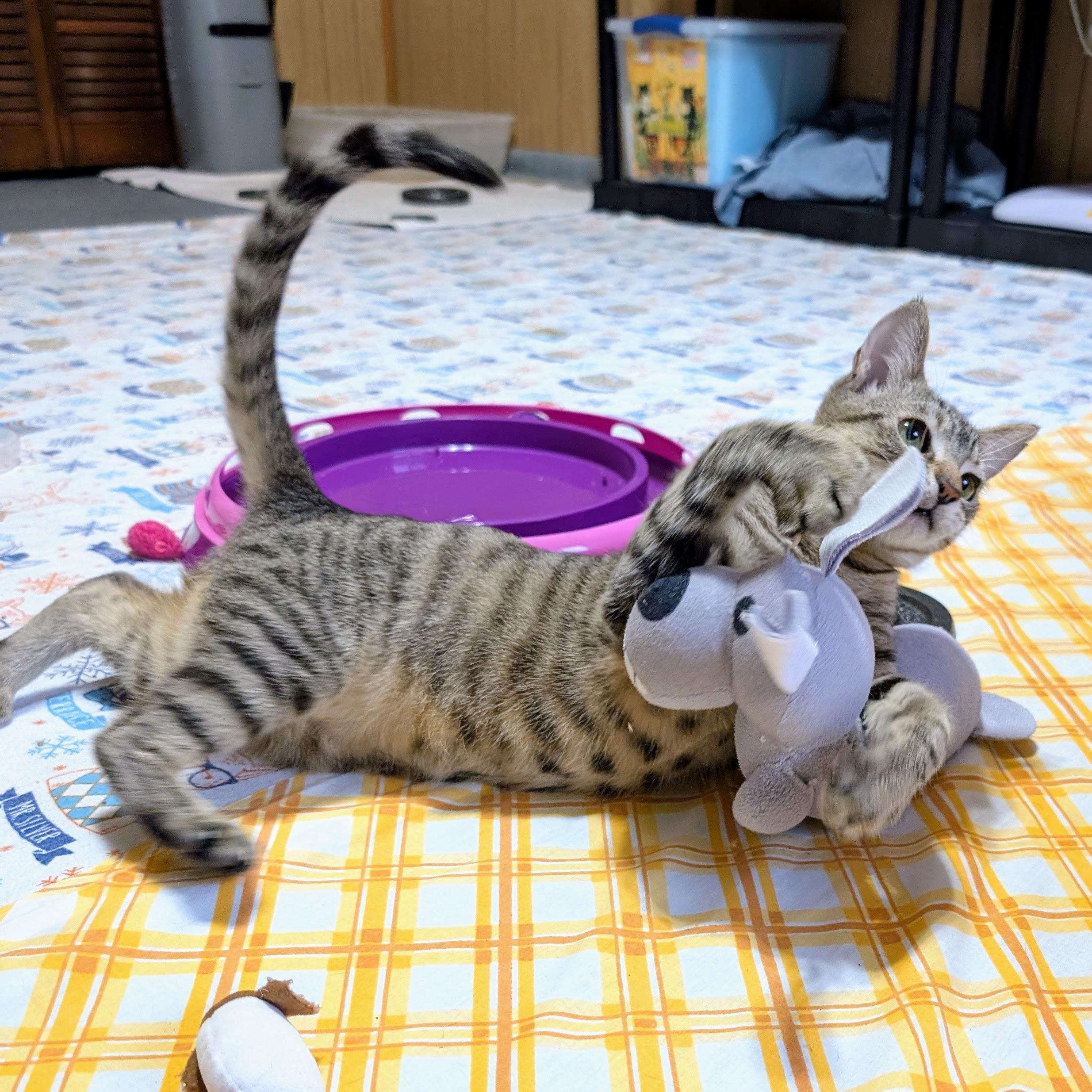 Enlarge Reverb @ Fat Cat Cafe, an adopted mixed breed in Tallahassee, FL image 6/6