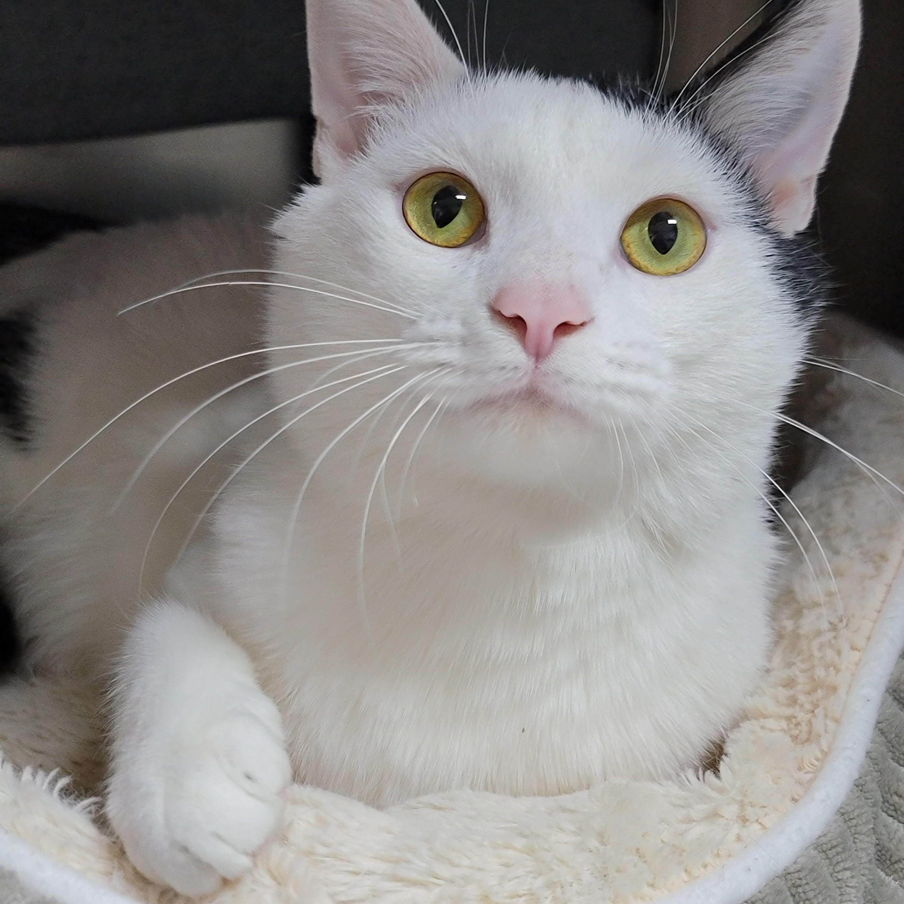 Bones, adoptable, Adult Male Domestic Short Hair.