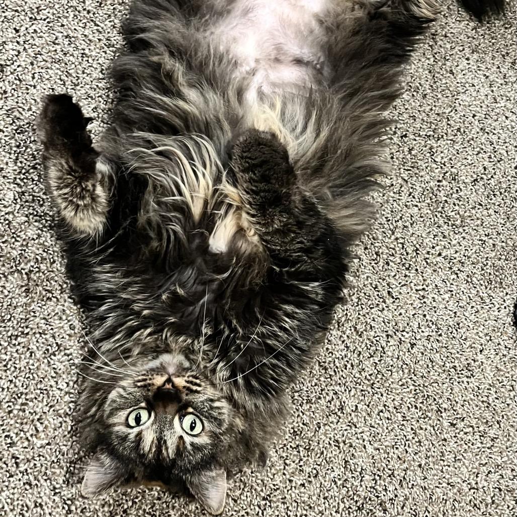 Amy Adams — thumbnail 2