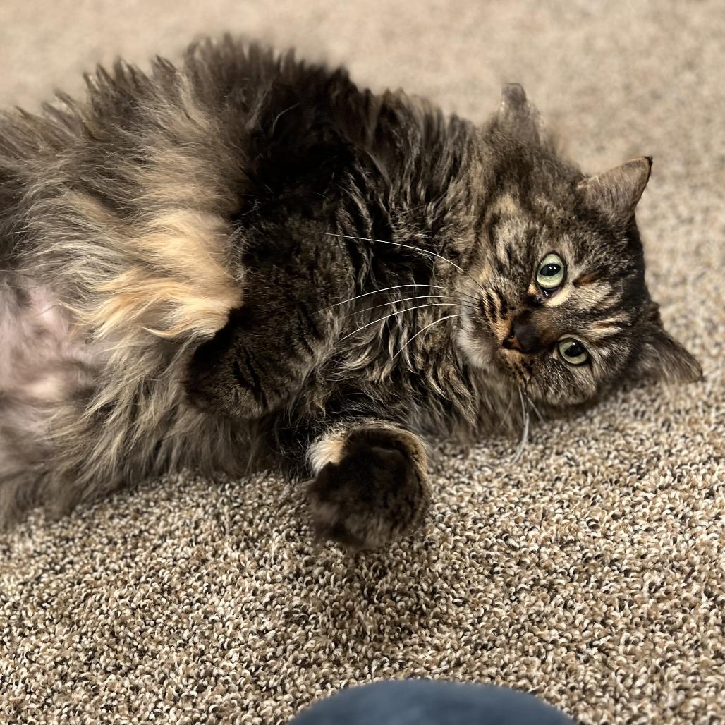 Amy Adams — thumbnail 3