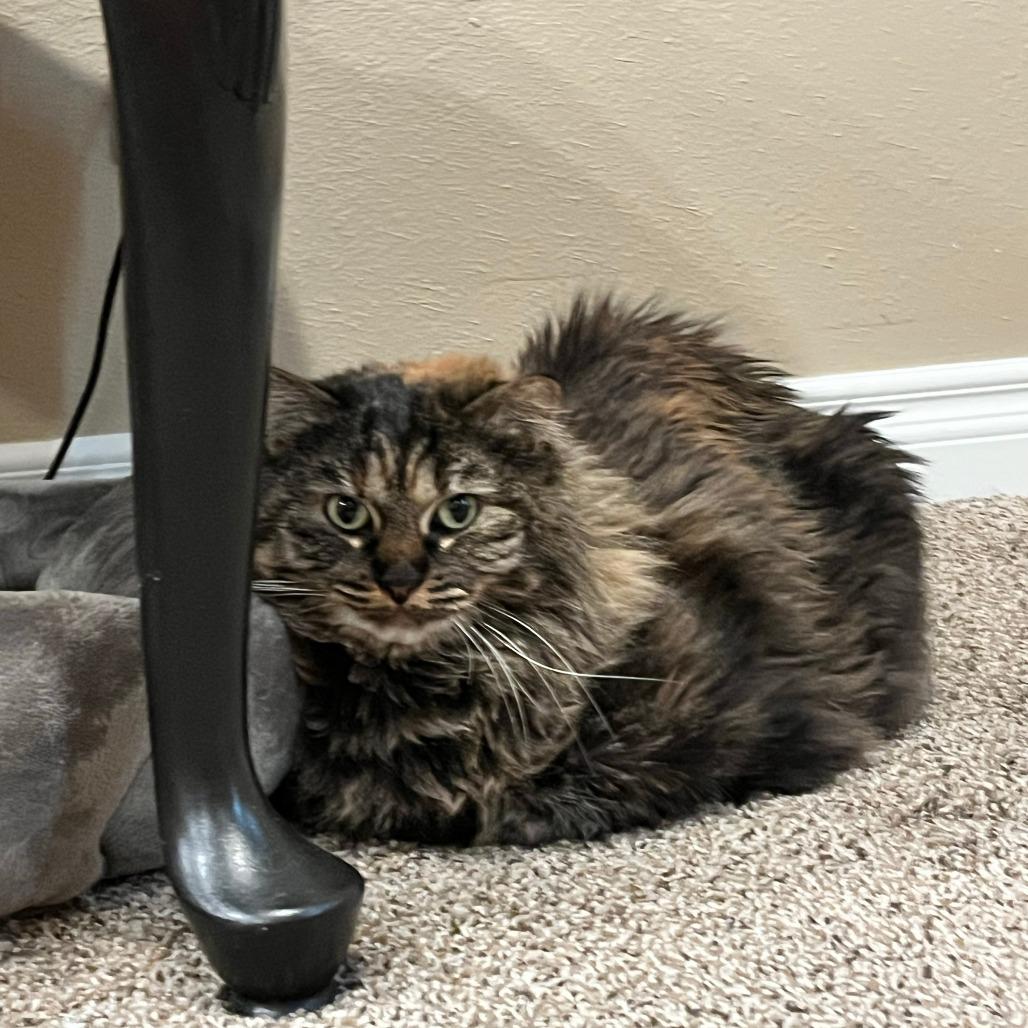 Amy Adams — thumbnail 5