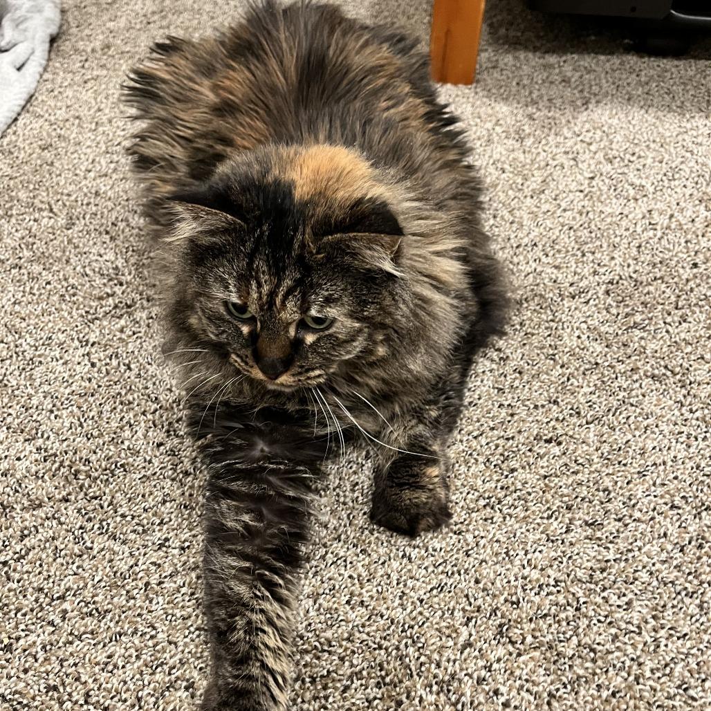 Amy Adams — thumbnail 6