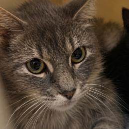 Enlarge Freya, a Adoptable Domestic Long Hair in West Palm Beach, FL image 1/1