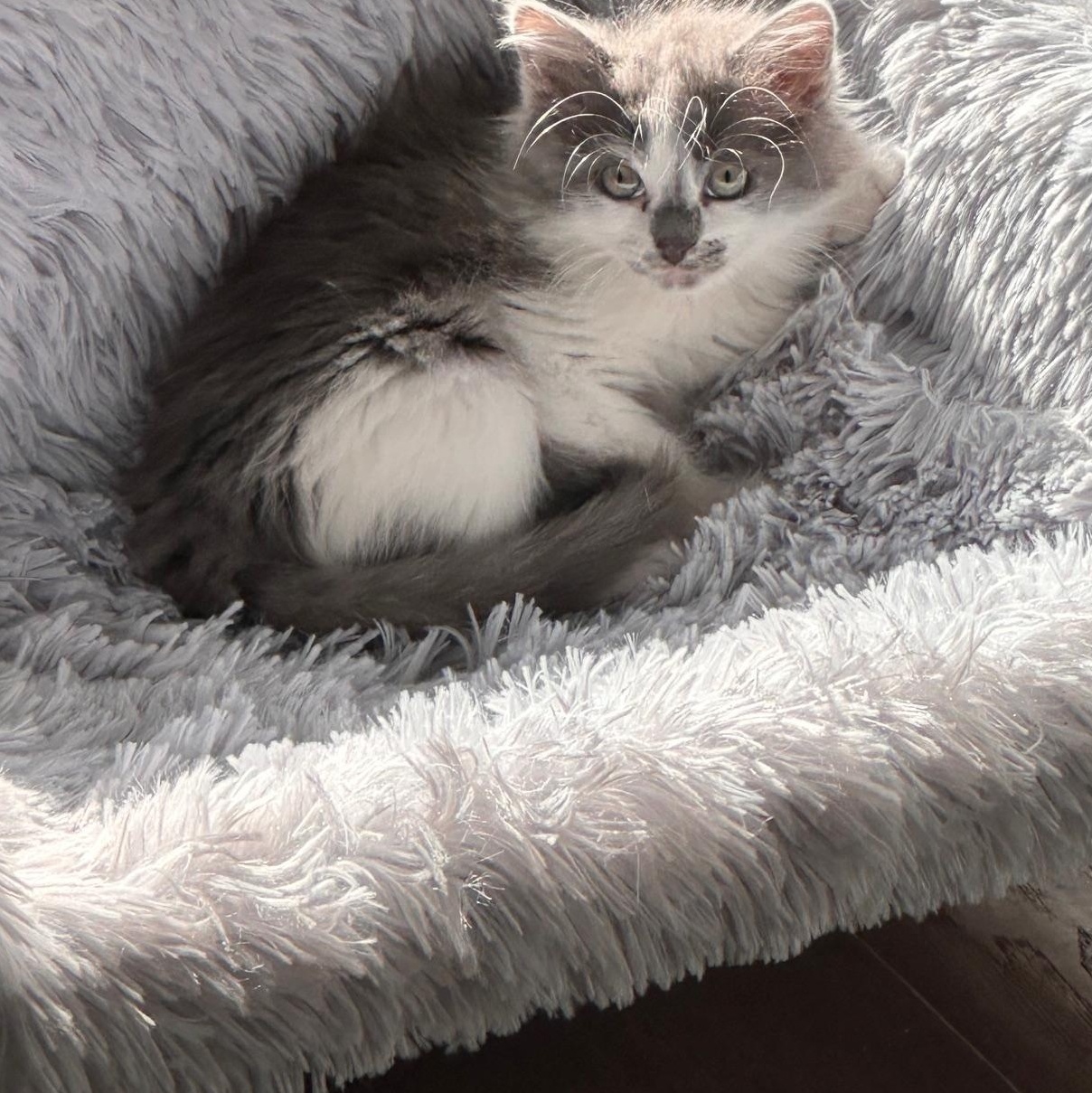 Enlarge Lucille Bluth, a Adopted Domestic Long Hair in Seymour, TN image 4/5