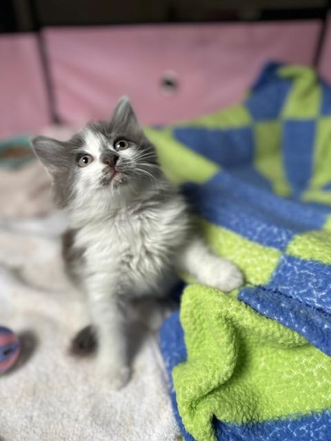 Lucille Bluth, Adopted, Kitten Female Domestic Long Hair.