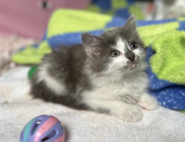 Enlarge Lucille Bluth, a Adopted Domestic Long Hair in Seymour, TN image 2/5