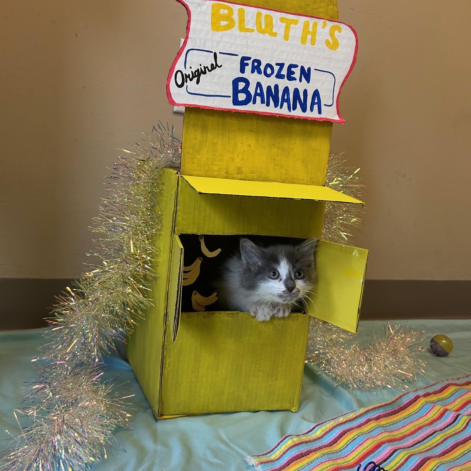 Enlarge Lucille Bluth, a Adopted Domestic Long Hair in Seymour, TN image 5/5