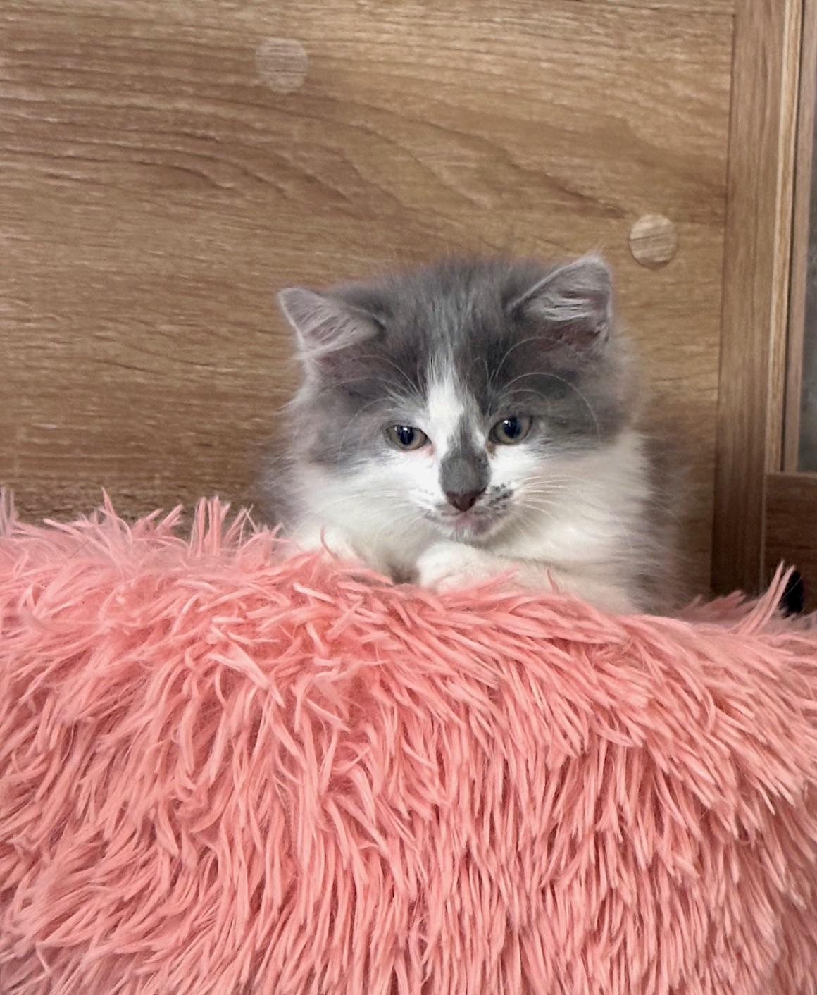 Enlarge Lucille Bluth, a Adopted Domestic Long Hair in Seymour, TN image 3/5