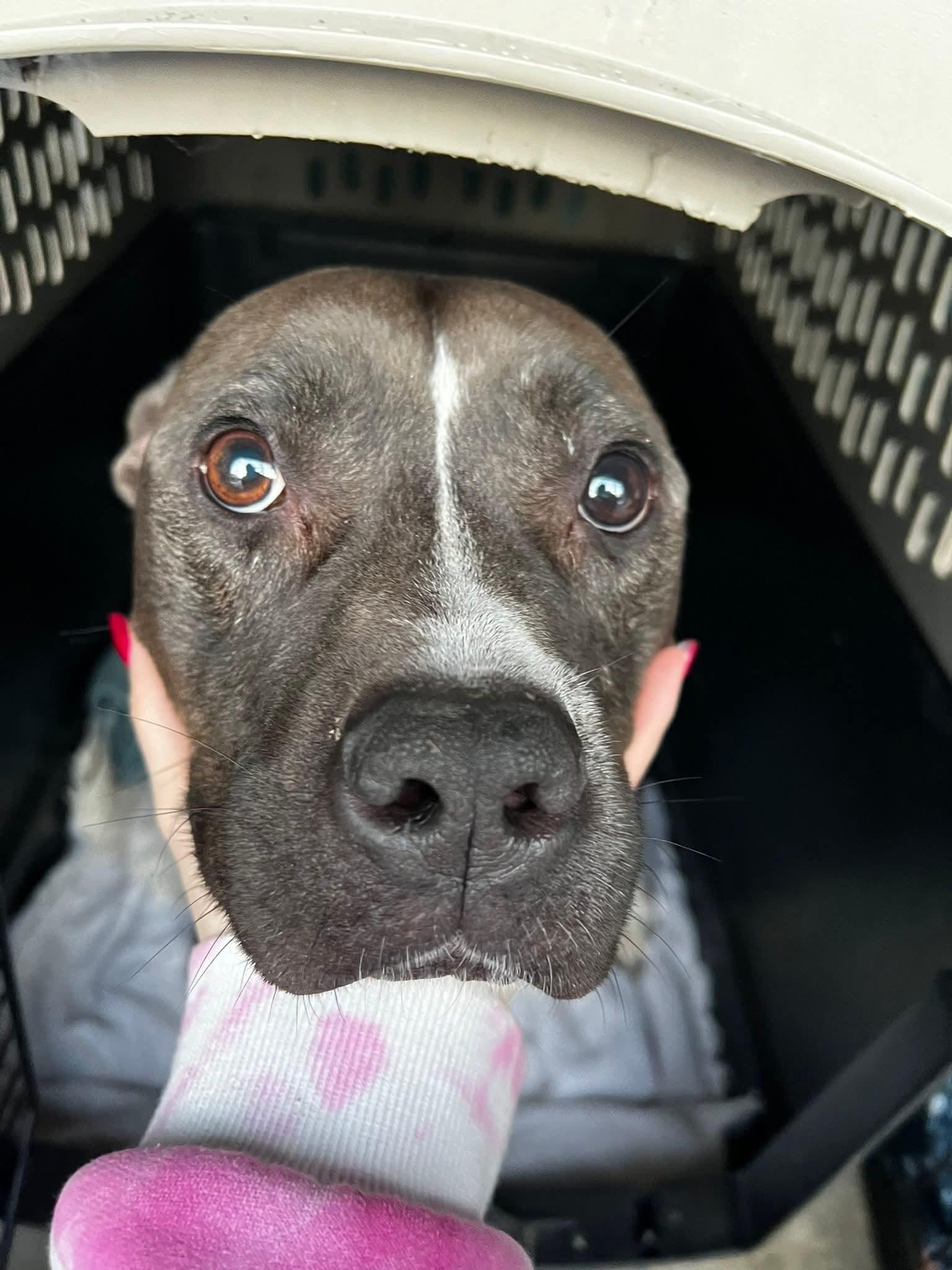 Enlarge Bella, a ADOPTABLE mixed breed in Grand Rapids, MI image 2/2