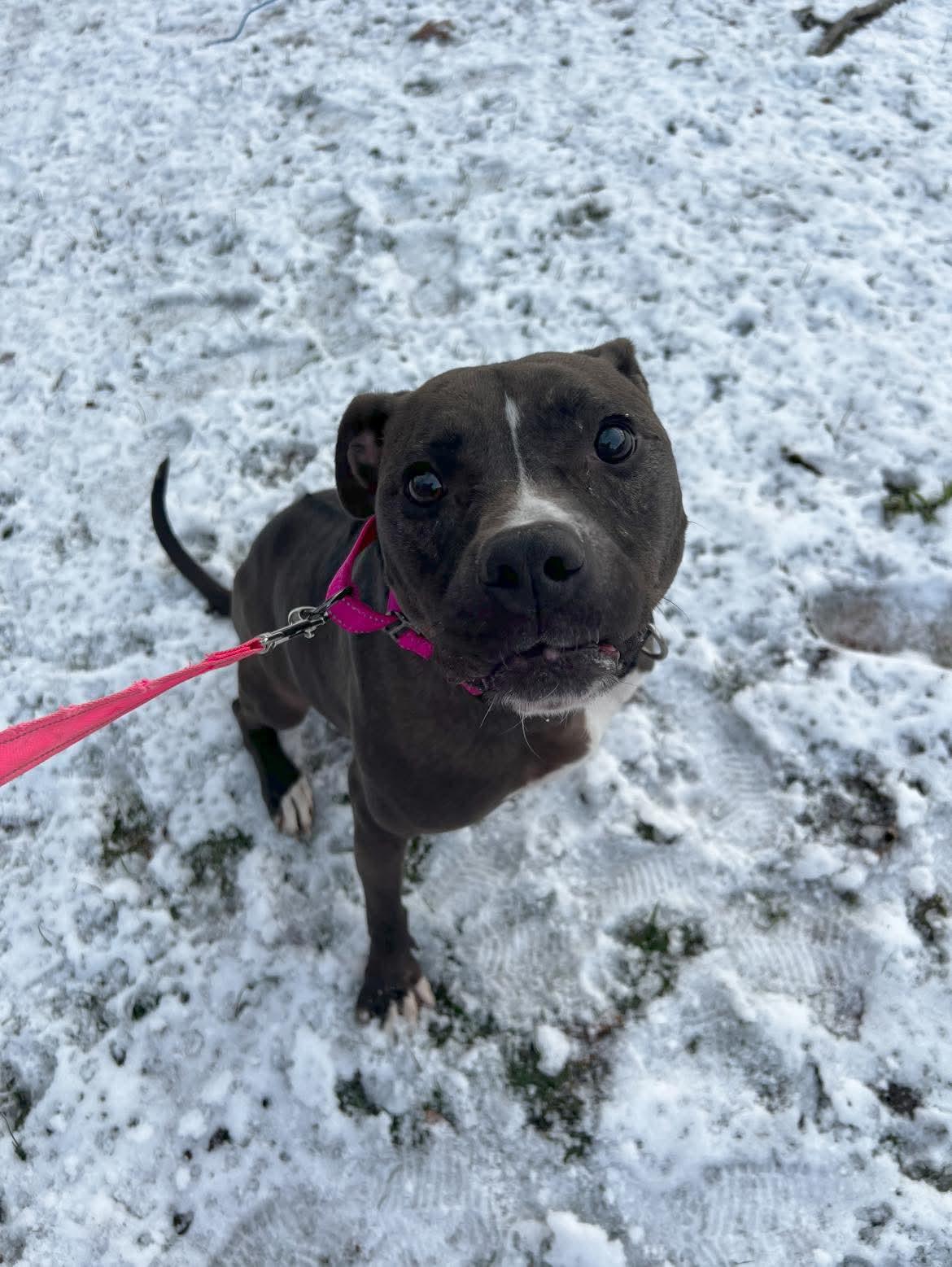 Enlarge Bella, a ADOPTABLE mixed breed in Grand Rapids, MI image 1/2