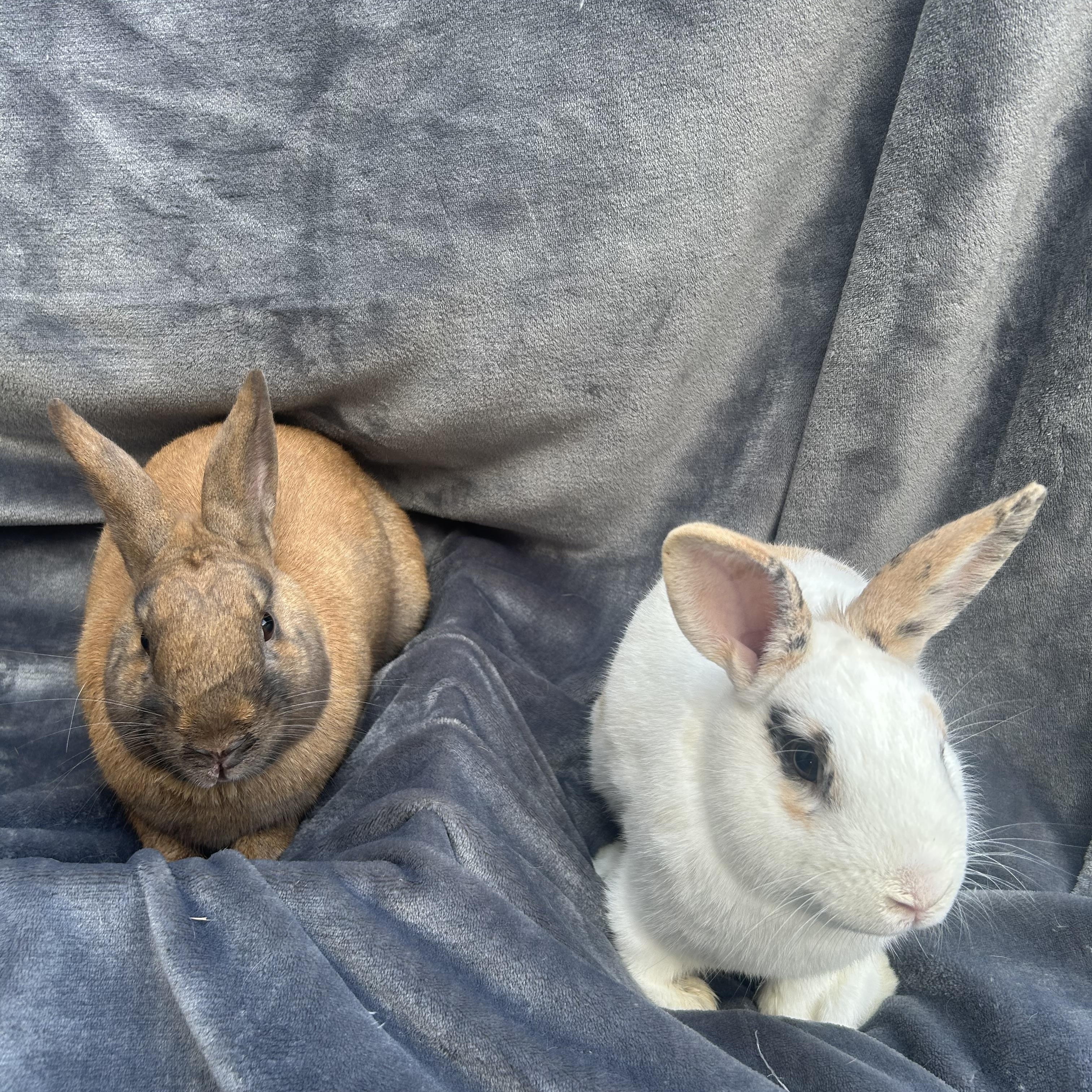 Enlarge Nate & Noah, an adopted mixed breed in Bishopville, SC image 1/4