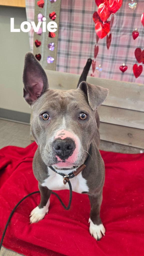 Enlarge Lovie Yrly 6, a Adoptable mixed breed in Sidney, OH image 1/4