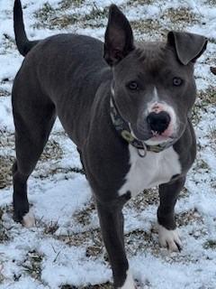 Enlarge Lovie Yrly 6, a Adoptable mixed breed in Sidney, OH image 3/4