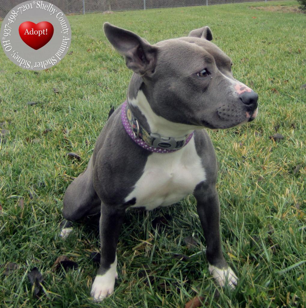 Enlarge Lovie Yrly 6, a Adoptable mixed breed in Sidney, OH image 4/4