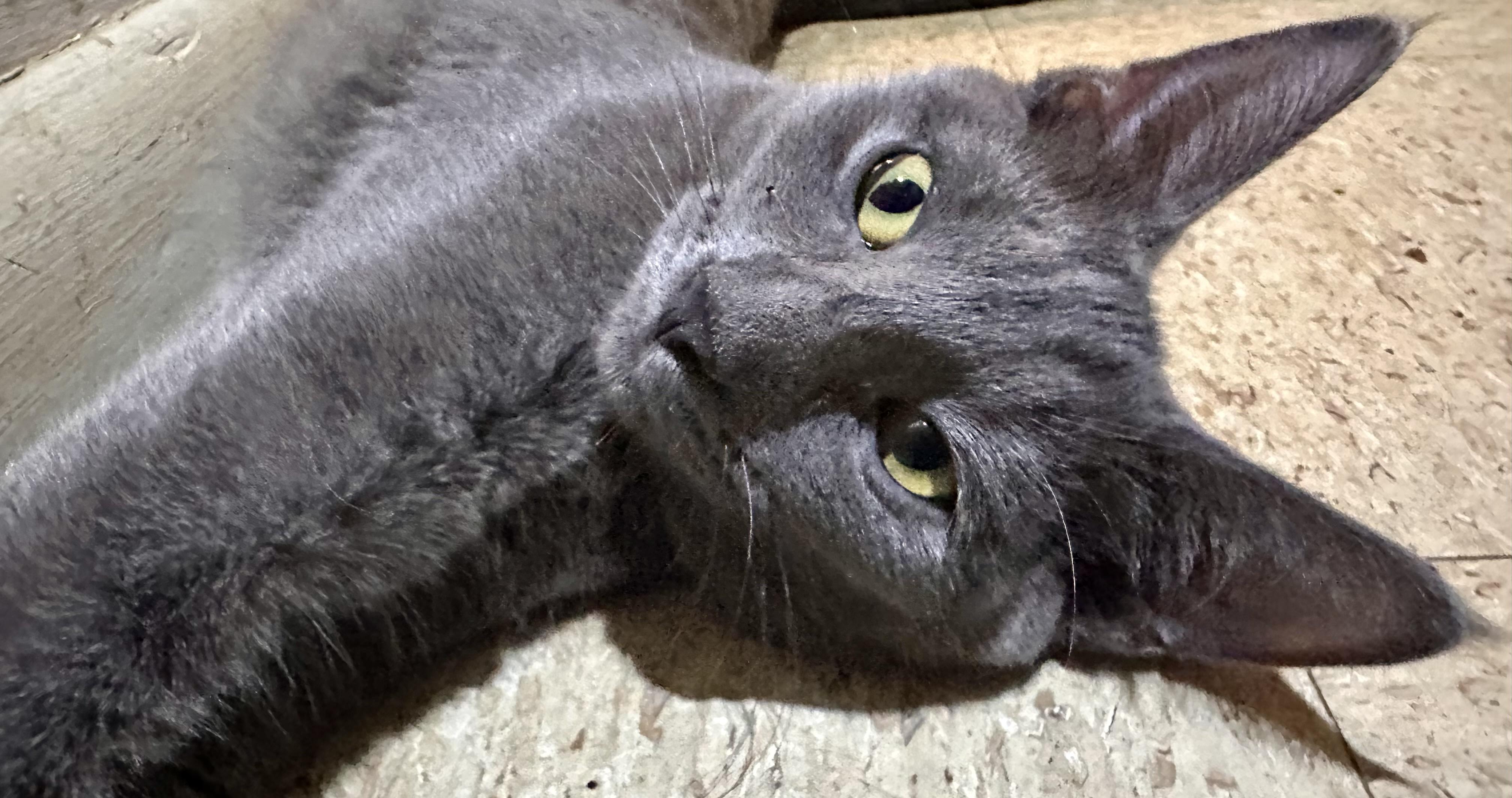 Enlarge Cosmo, a Adoptable Domestic Short Hair in Fayetteville, NC image 3/6